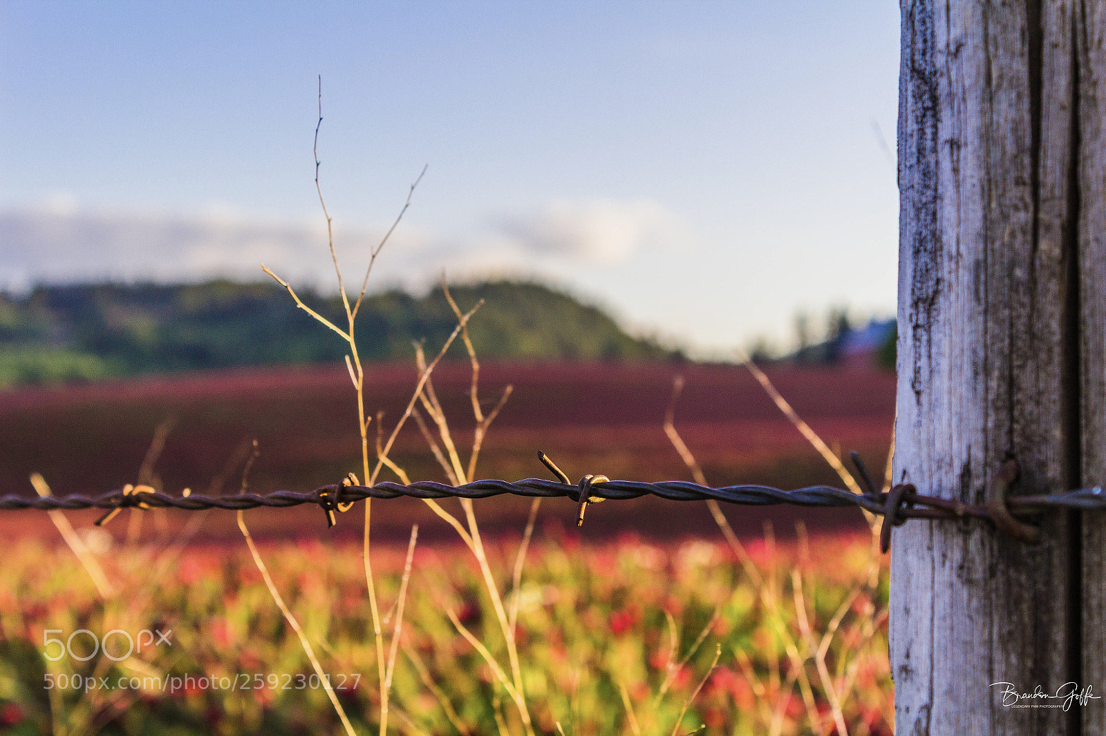Canon EOS 1200D (EOS Rebel T5 / EOS Kiss X70 / EOS Hi) sample photo. Red clover & barbed wire photography