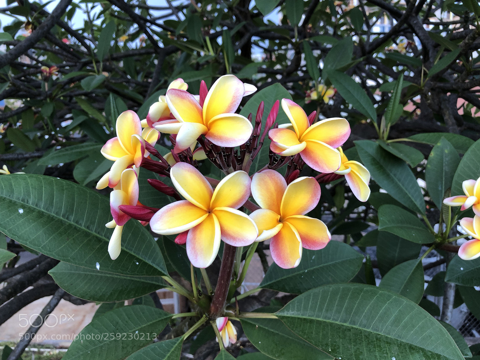Apple iPhone 8 Plus sample photo. Plumeria photography