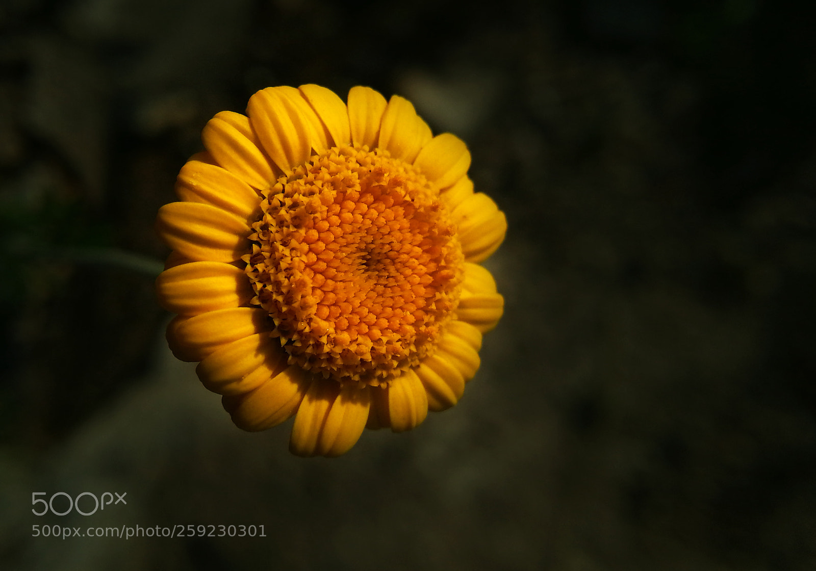 Samsung Galaxy Note2 sample photo. Daisy photography