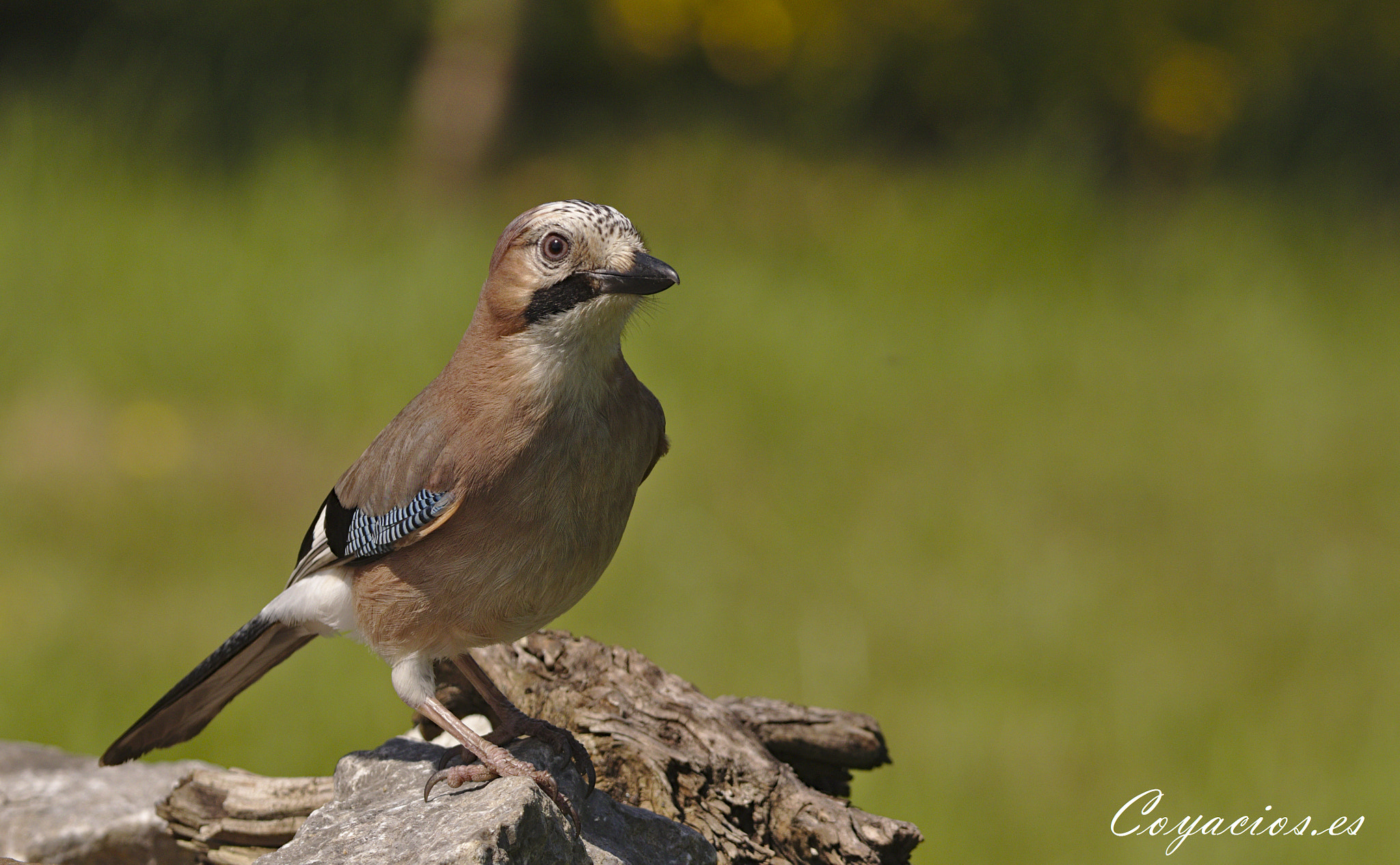 Canon EOS 7D Mark II sample photo. Arrendajo euroasiático (garrulus glandarius) photography