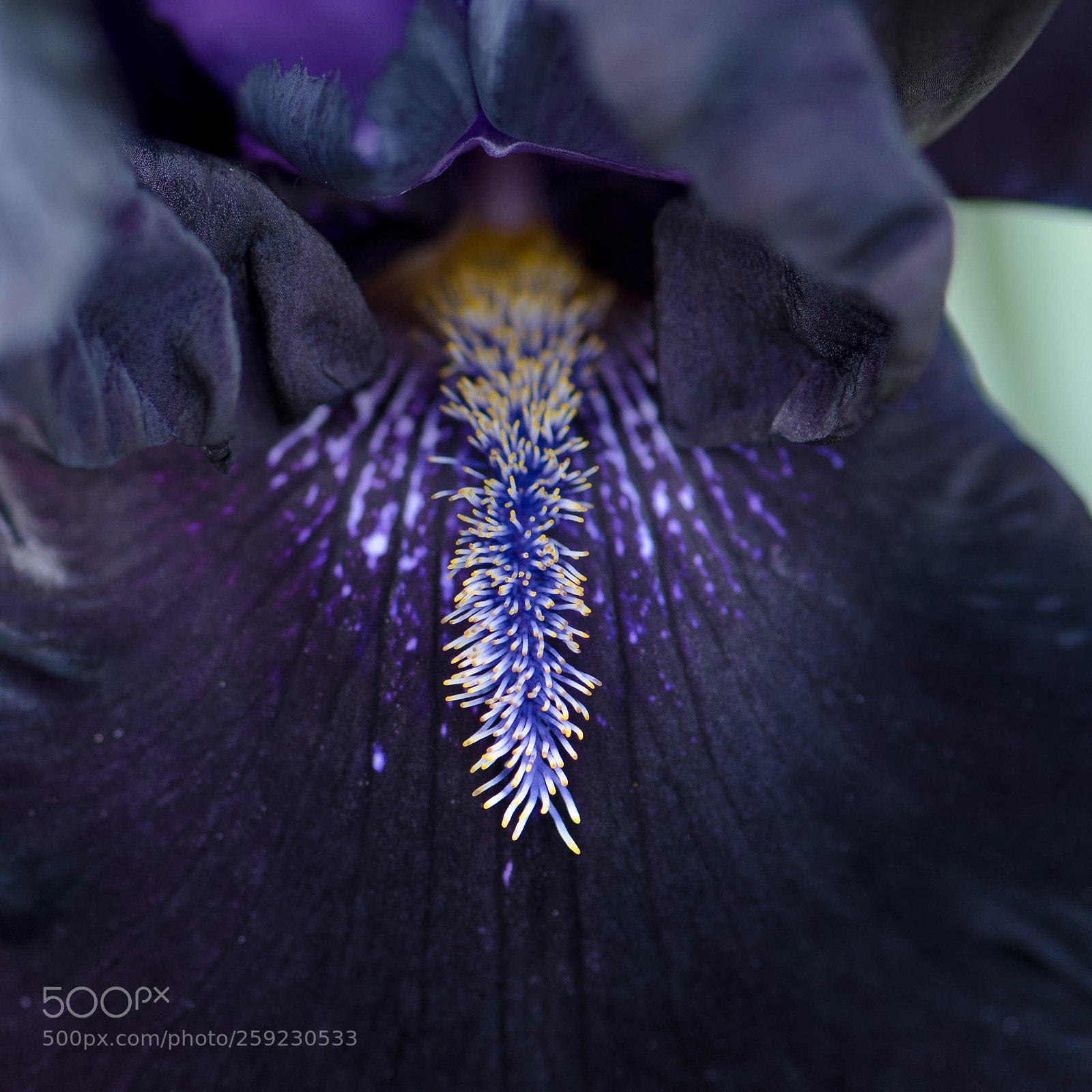 Nikon D750 sample photo. Iris photography