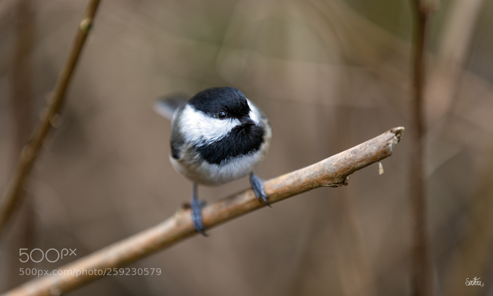 Canon EOS 5D Mark IV sample photo. Tiny bird on a photography