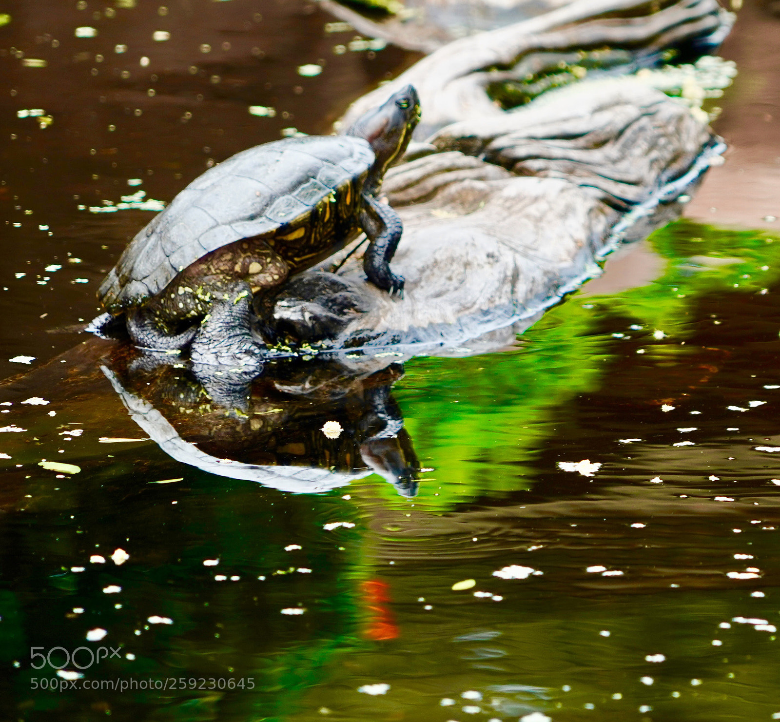 Sony a9 sample photo. Turtle  photography