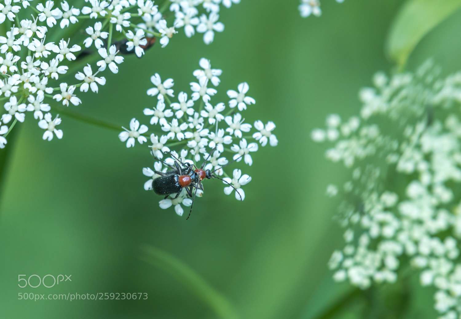 Nikon D500 sample photo. One flower,.one world photography