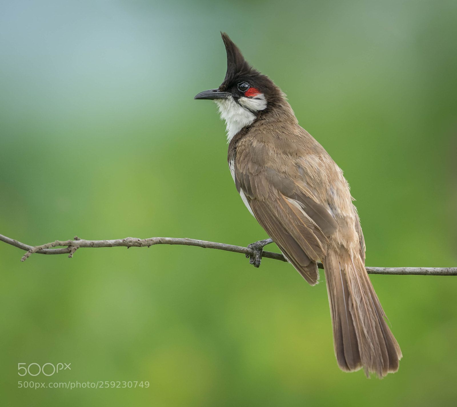 Nikon D5300 sample photo. Red whiskered bulbul photography