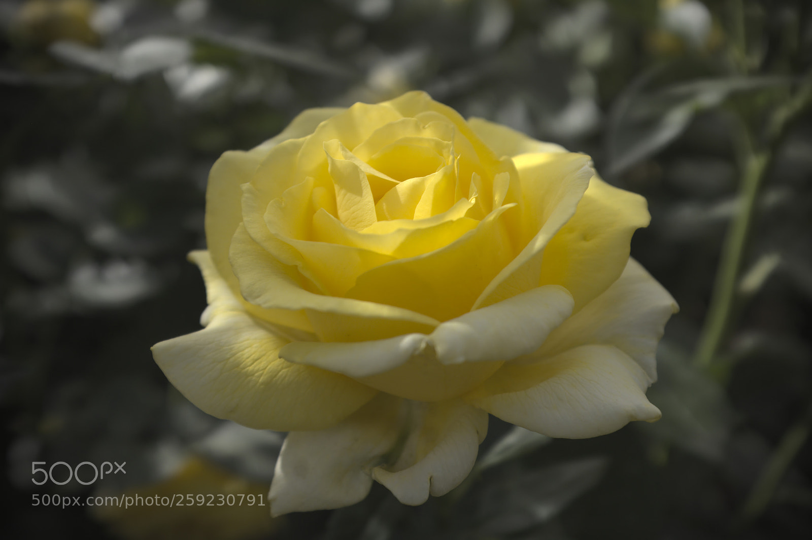 Fujifilm X100F sample photo. Rose photography