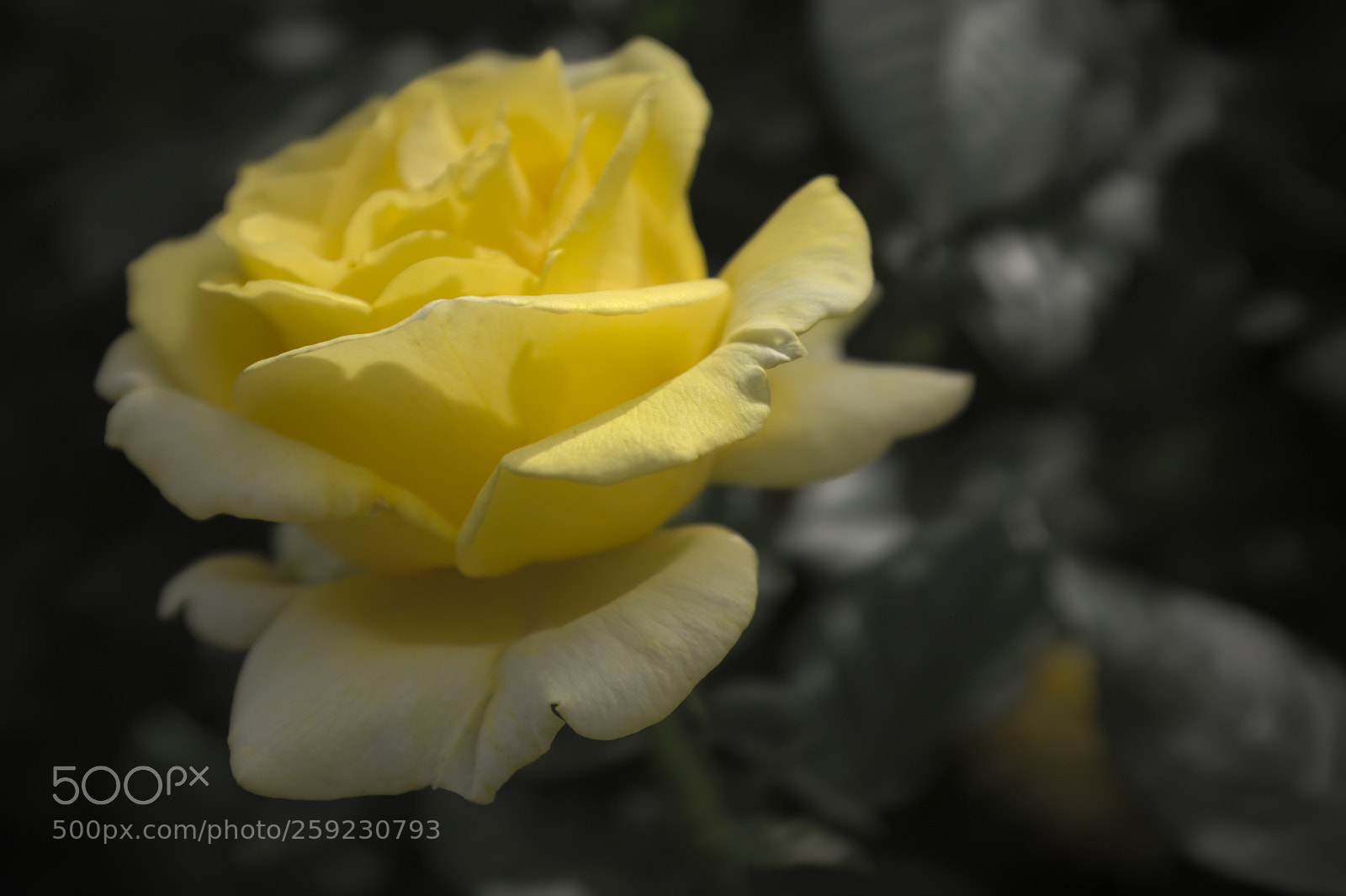 Fujifilm X100F sample photo. Rose photography