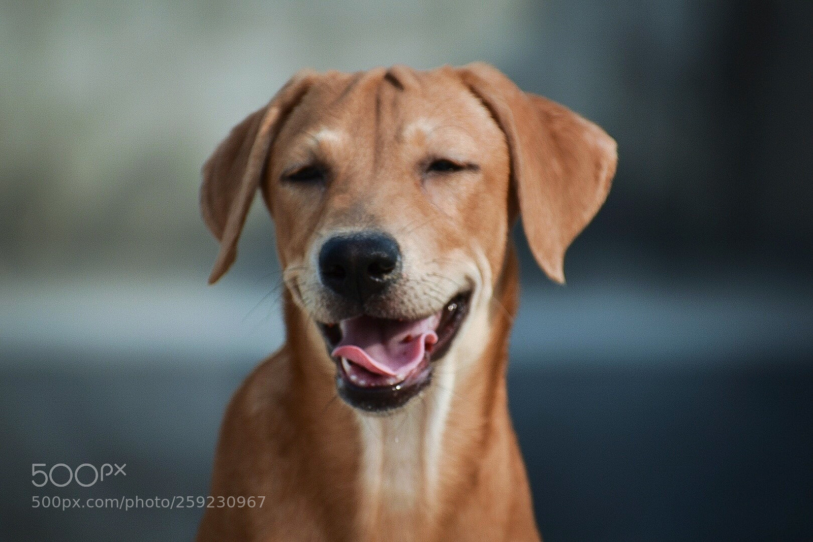 Nikon D5600 sample photo. My name is red photography