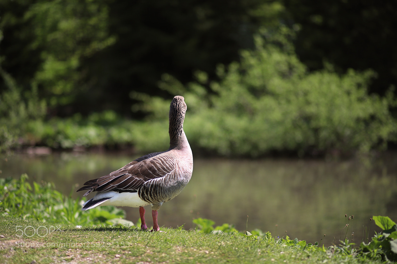 Canon EOS 6D Mark II sample photo. Should i? photography