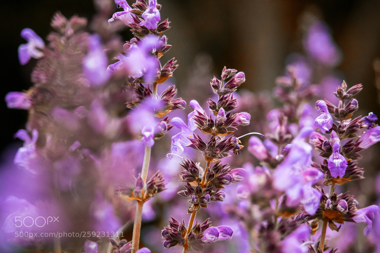 Canon EOS 760D (EOS Rebel T6s / EOS 8000D) sample photo. Salvia photography