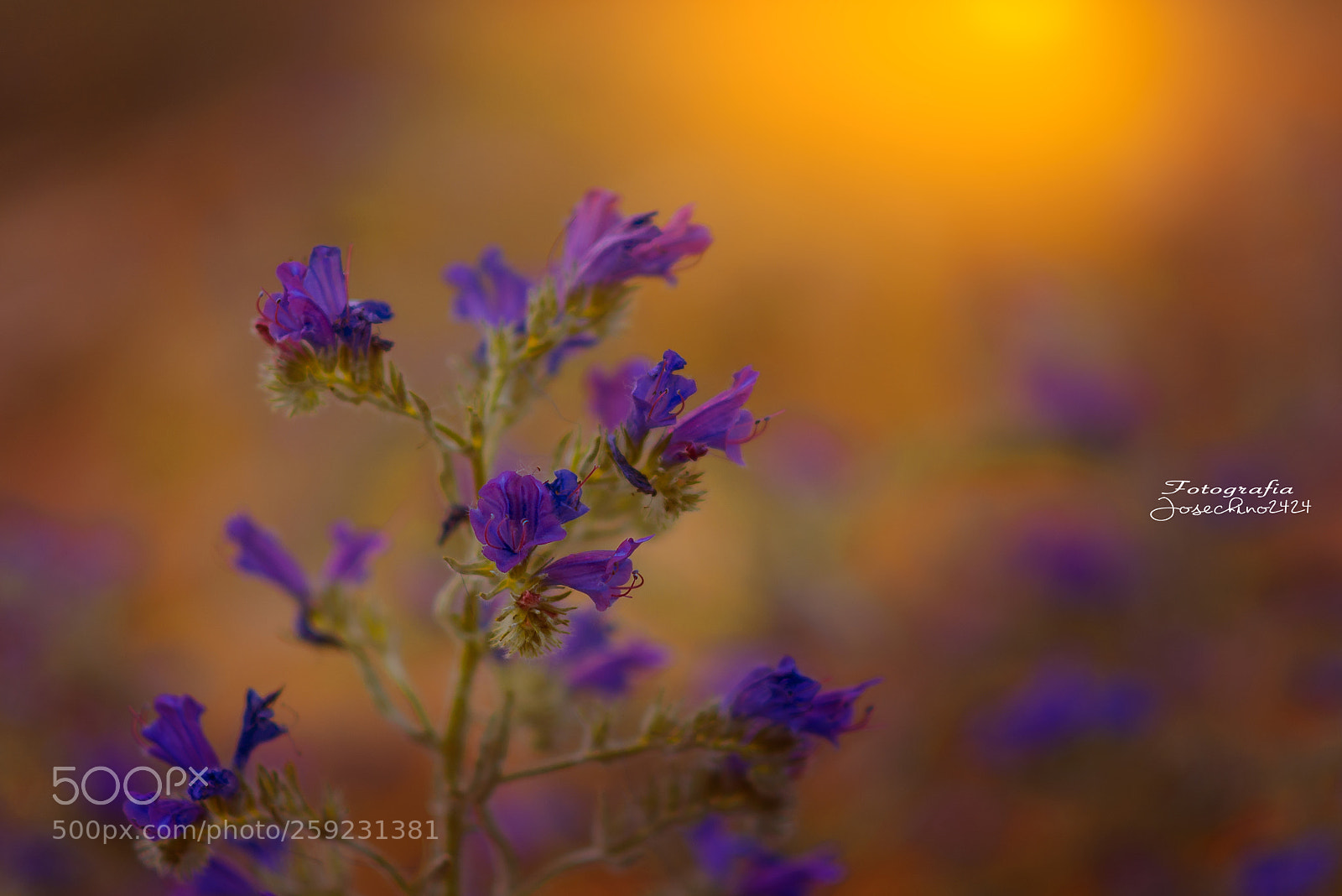 Nikon D600 sample photo. Primavera es color...... aroma..... photography