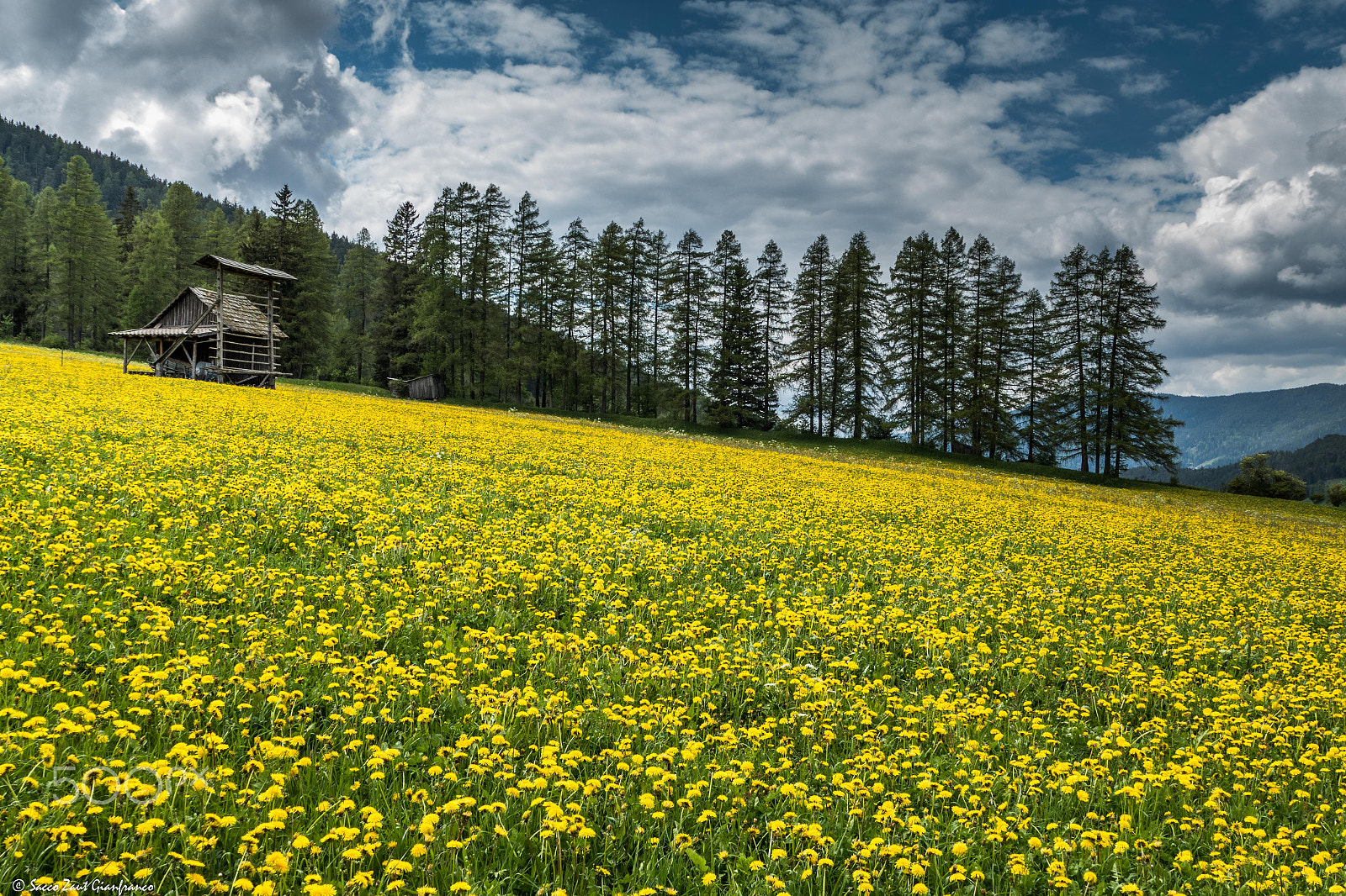 Leica V-Lux (Typ 114) sample photo. Dandelion sea photography