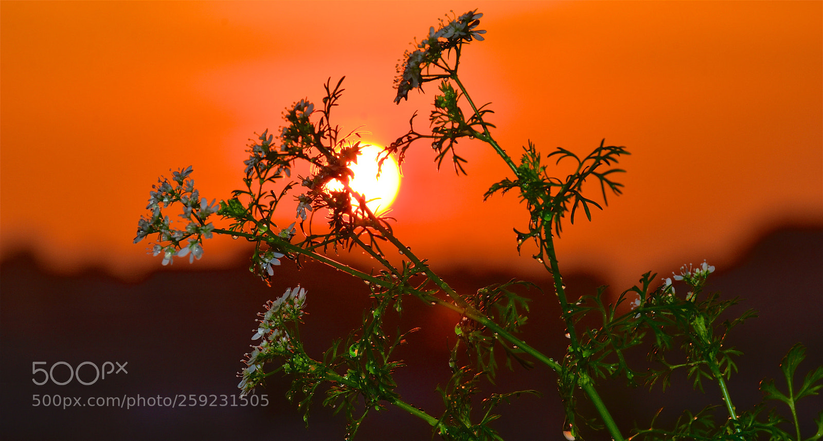 Nikon D7200 sample photo. Amanece. photography