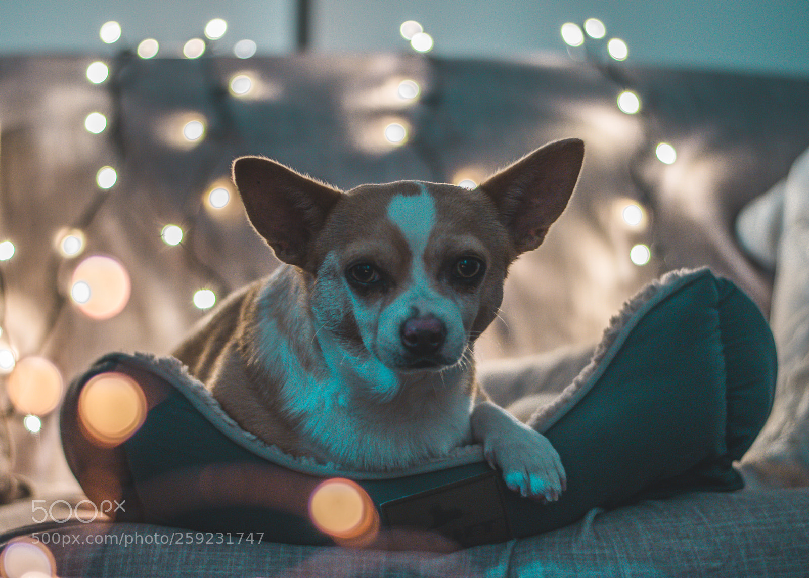 Nikon D5600 sample photo. C o t t photography