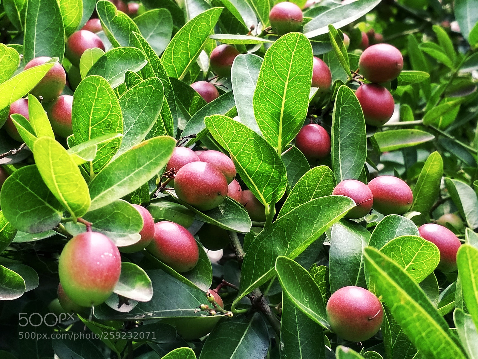 Xiaomi Redmi 4X sample photo. Untitled photography