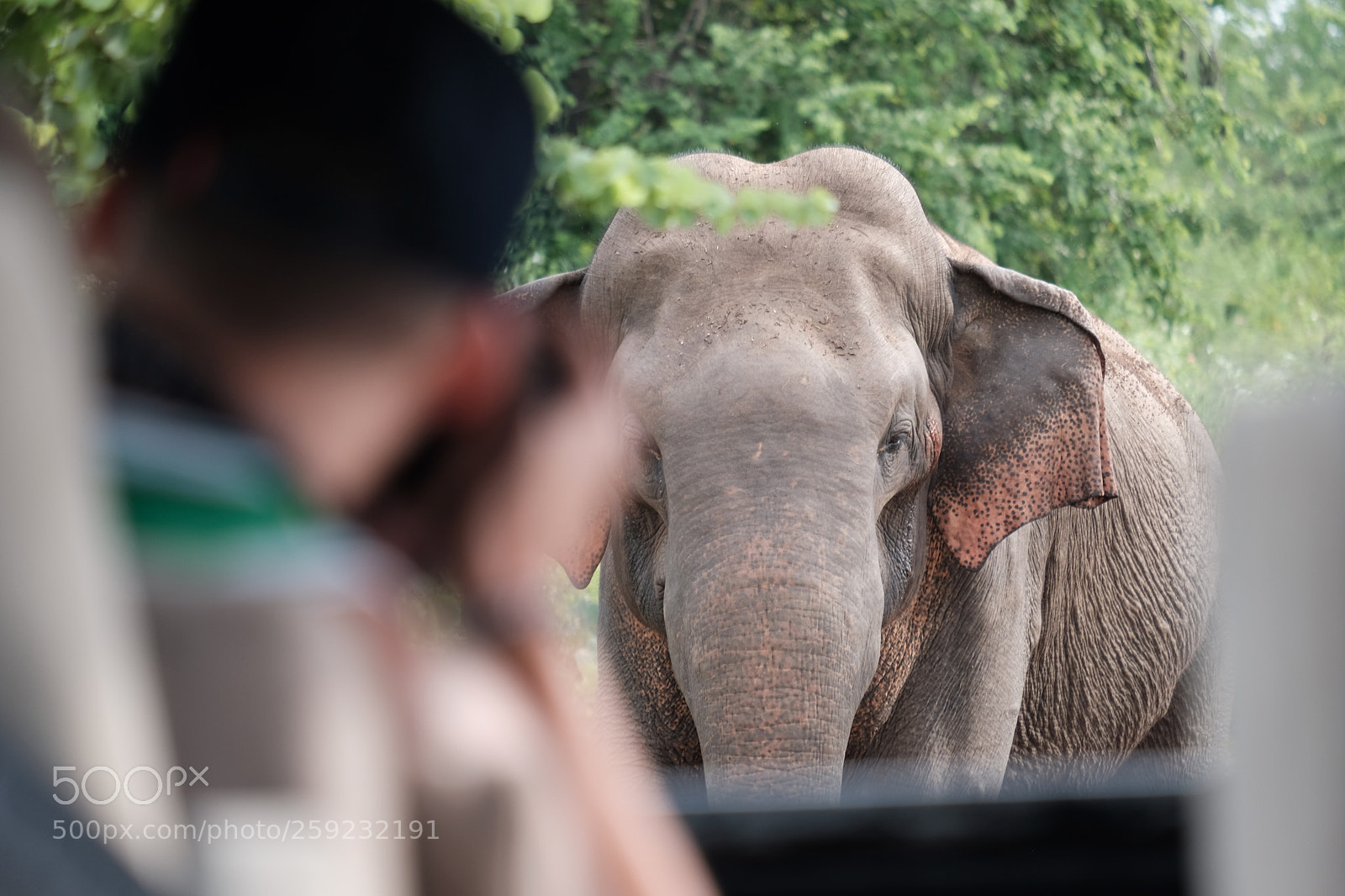 Fujifilm X-E3 sample photo. Safari photography