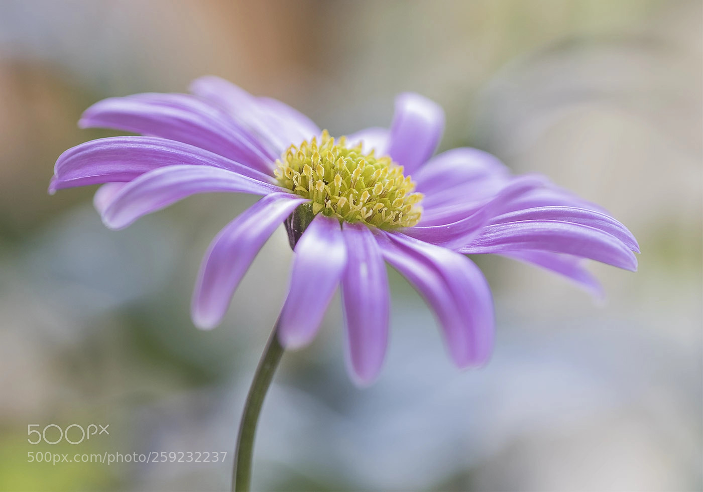 Canon EOS 7D Mark II sample photo. Brachyscome photography