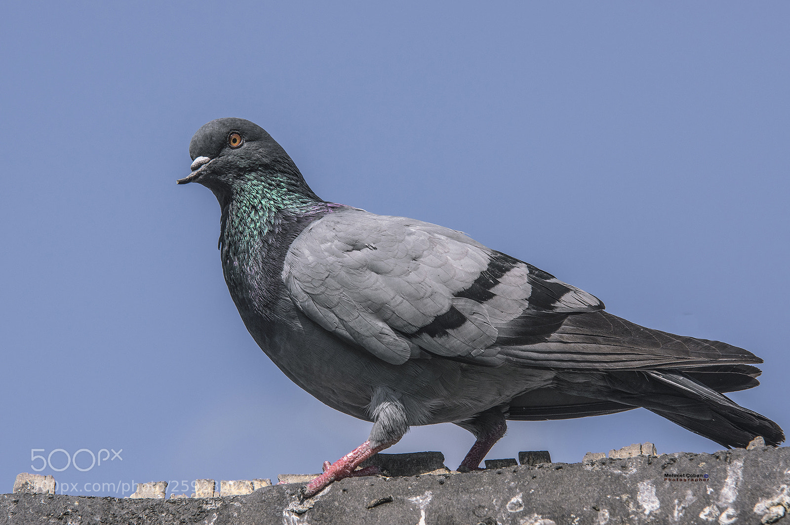 Pentax K-3 II sample photo. Side view photography