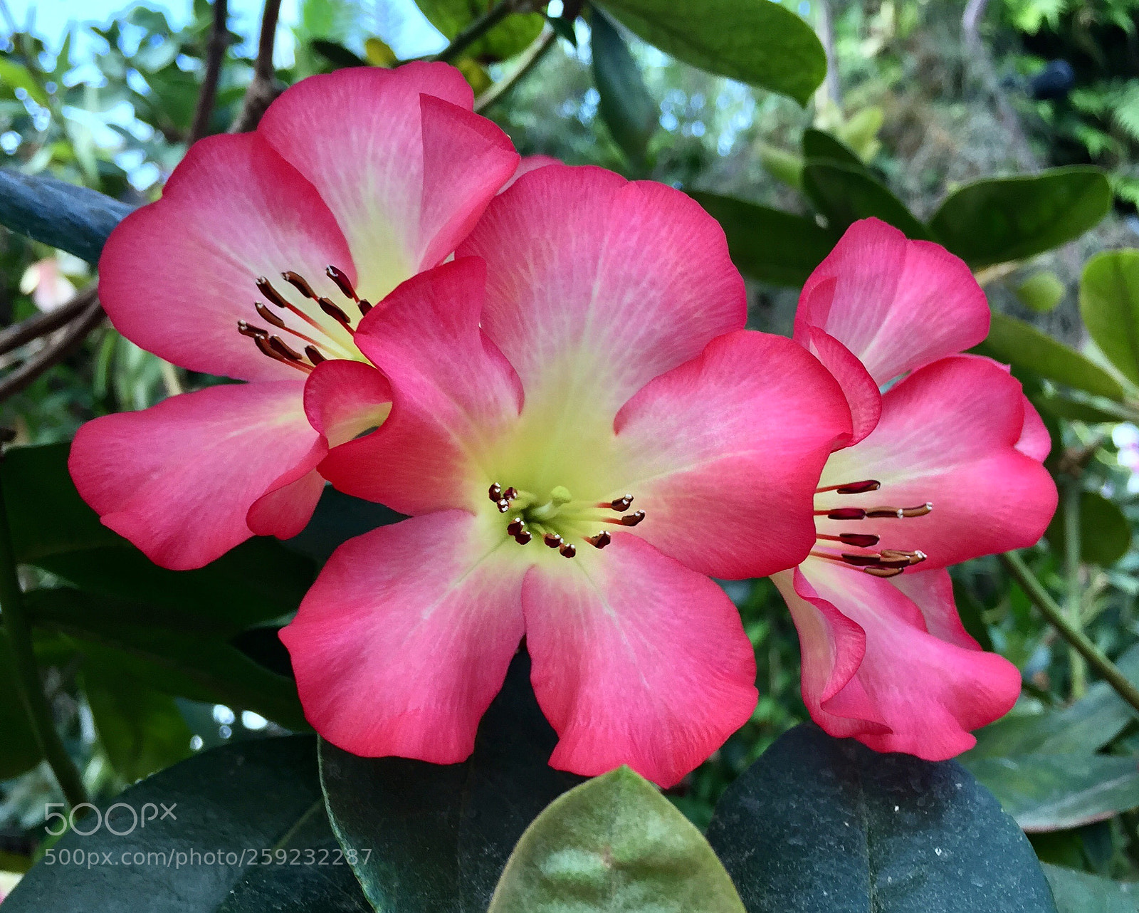 Apple iPhone 6 Plus sample photo. Pink vireya rhododendron, singapore  photography