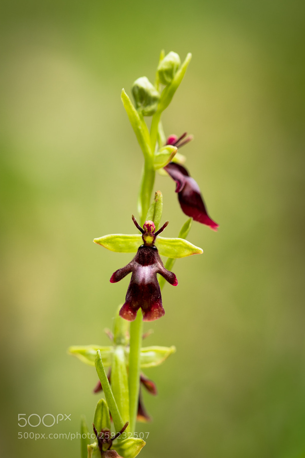 Canon EOS 80D sample photo. Fly orchid photography