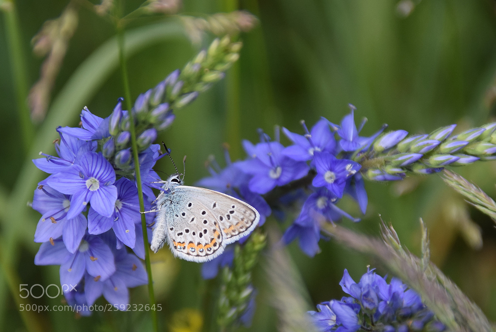 Nikon D5300 sample photo. Butterfly photography
