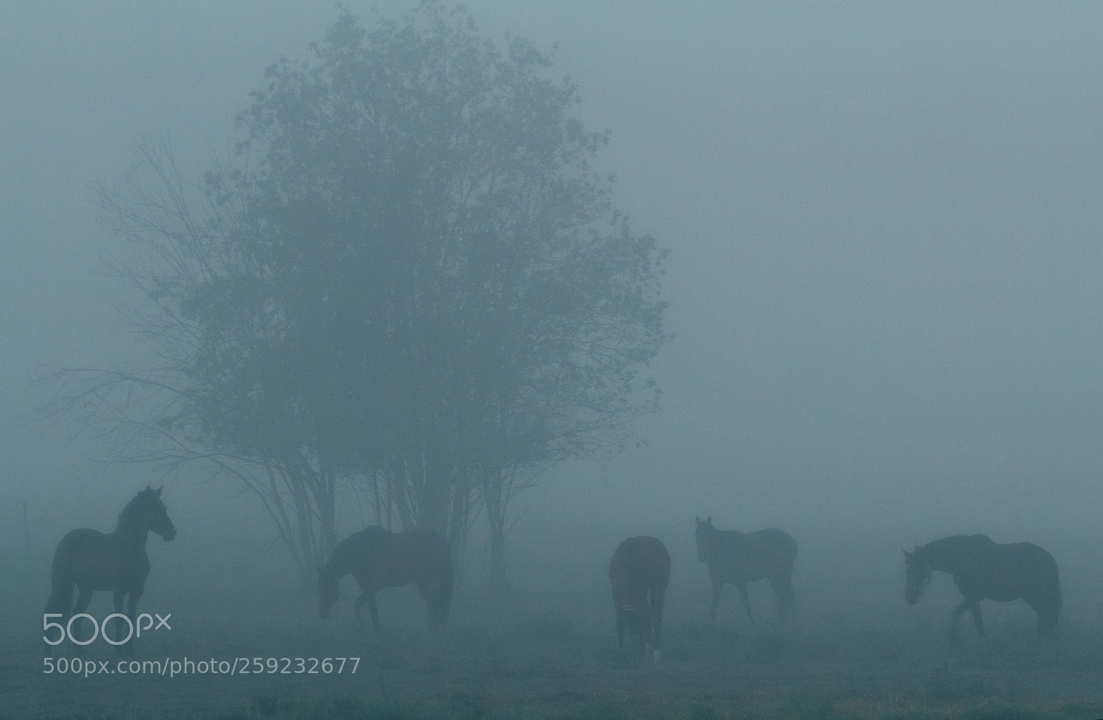 Canon EOS 7D sample photo. Misty silhouette photography