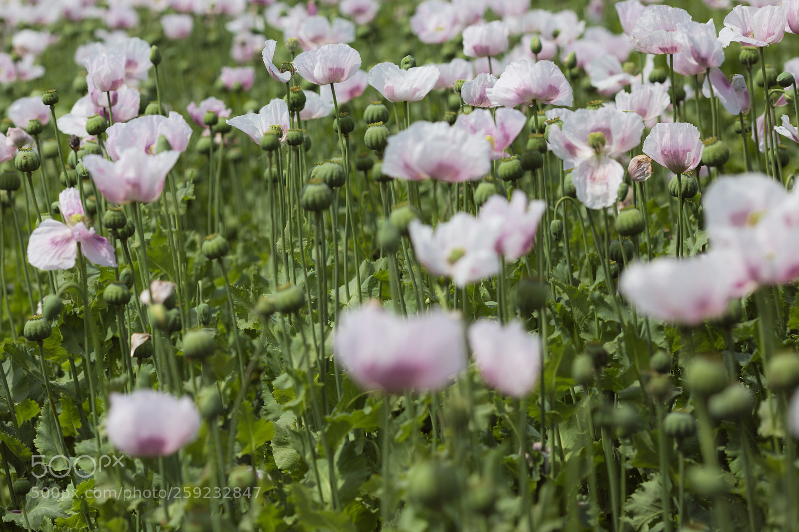 Canon EOS 6D sample photo. Poppy fields forever photography