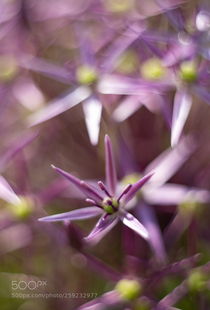 Canon EOS 6D sample photo. Kelly watch the stars photography