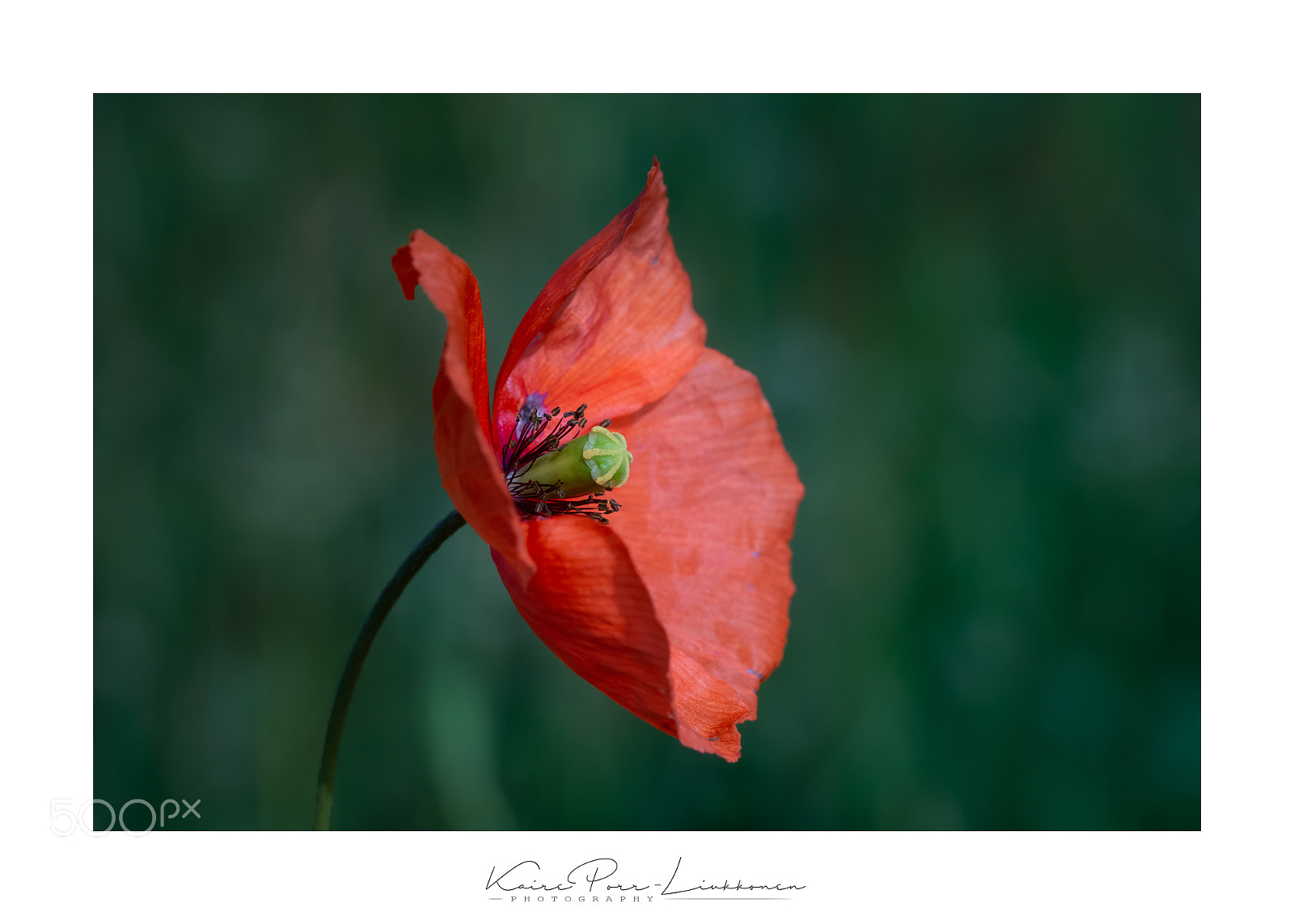 Sony SLT-A77 sample photo. Poppy photography