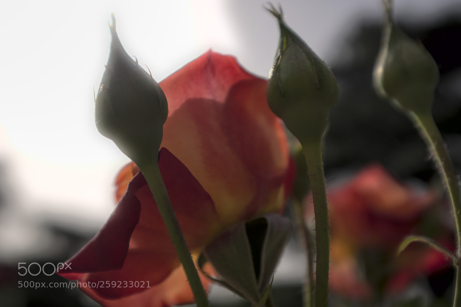 Fujifilm X100F sample photo. Rose photography