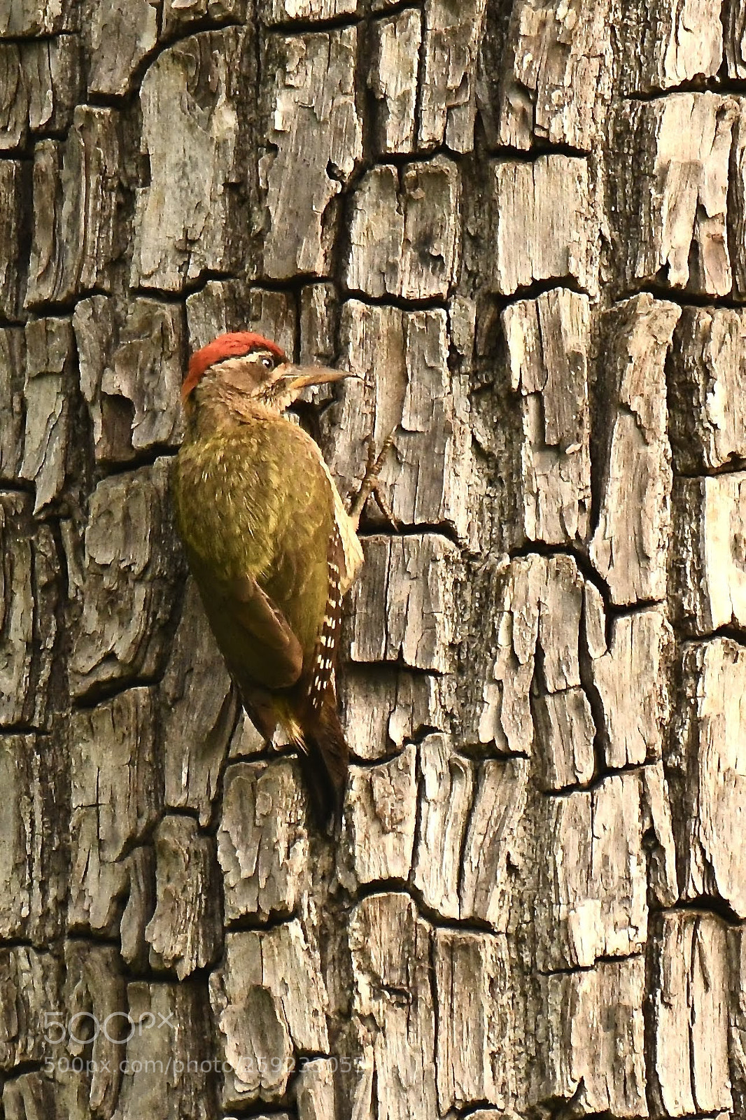 Nikon D850 sample photo. Woodpecker... photography