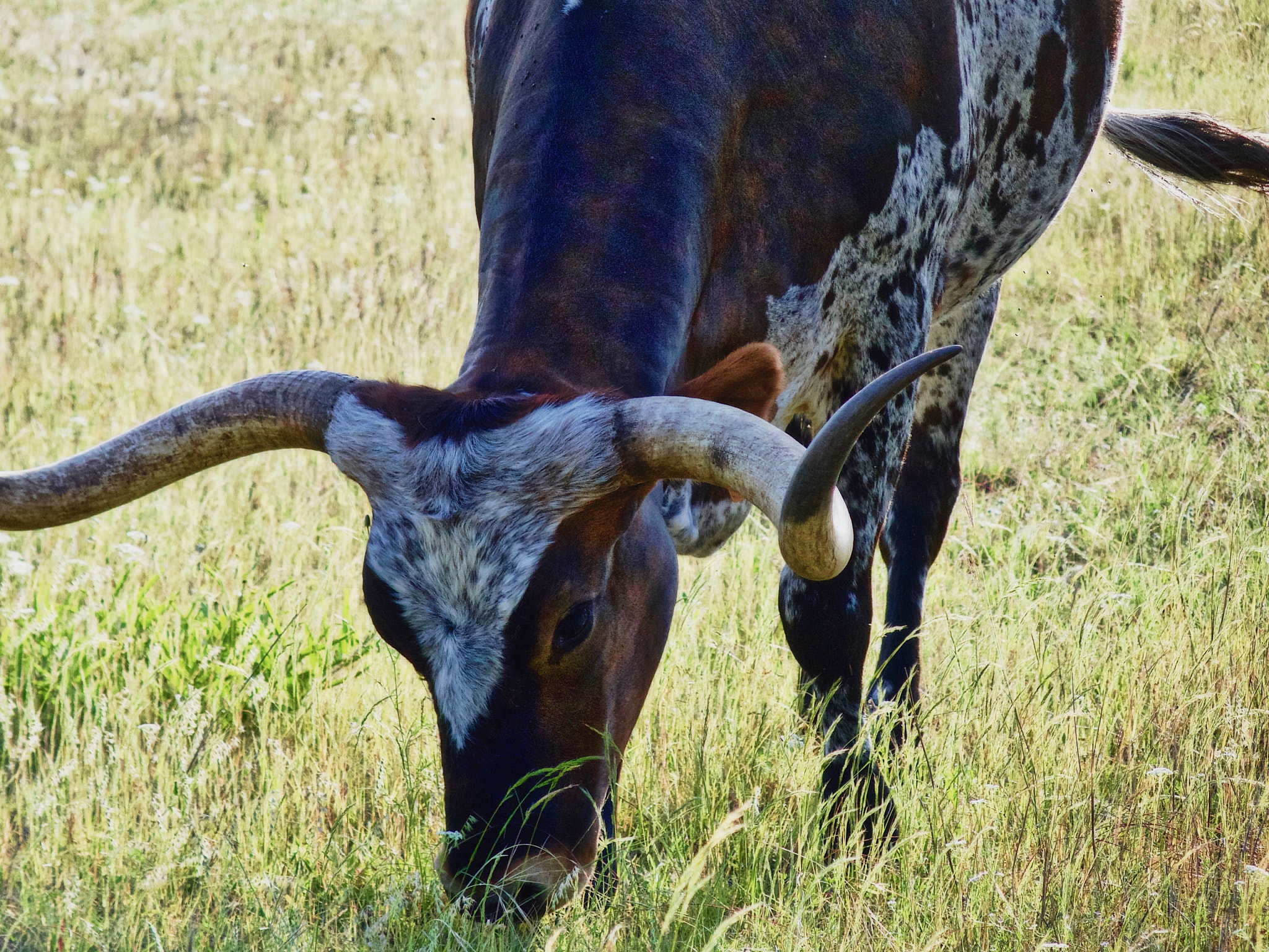 Olympus STYLUS1,1s sample photo. Longhorn grazing photography