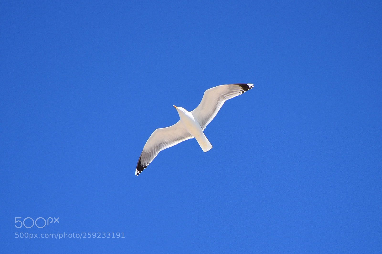 Nikon D750 sample photo. White in blue photography