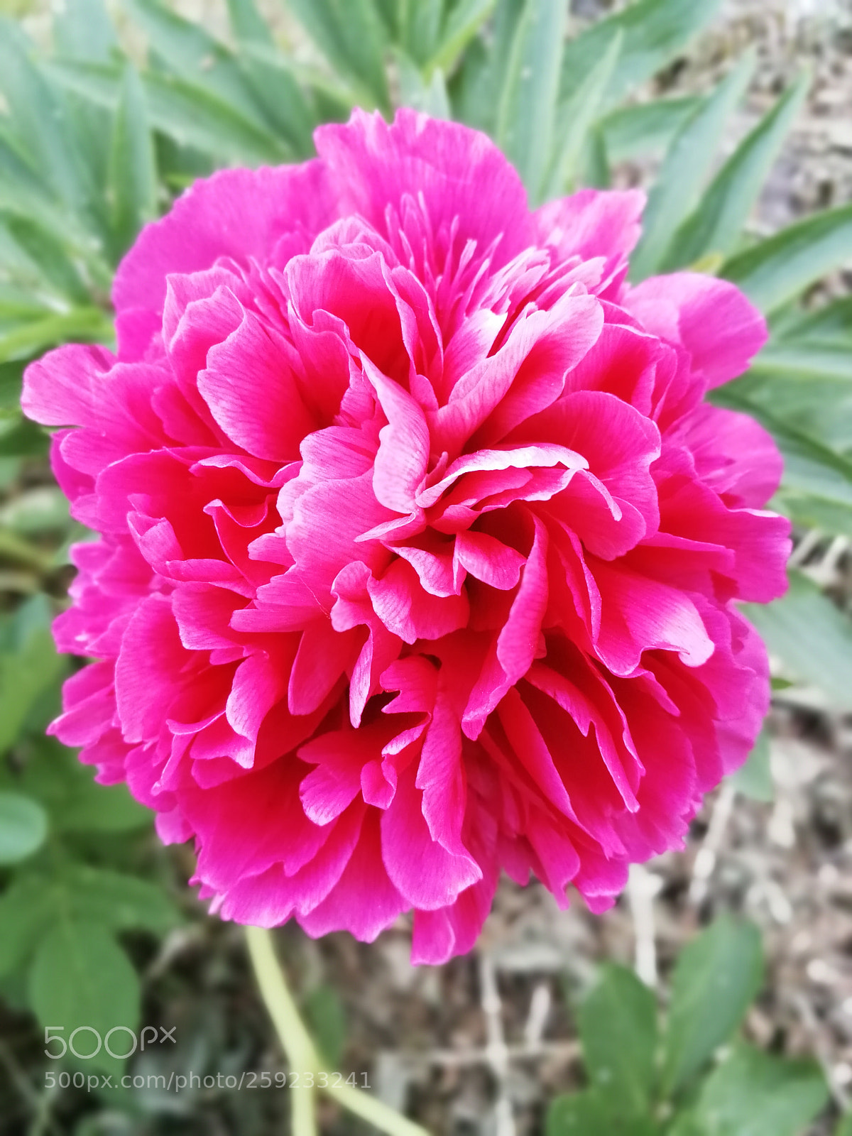 HUAWEI P10 sample photo. Untitled photography