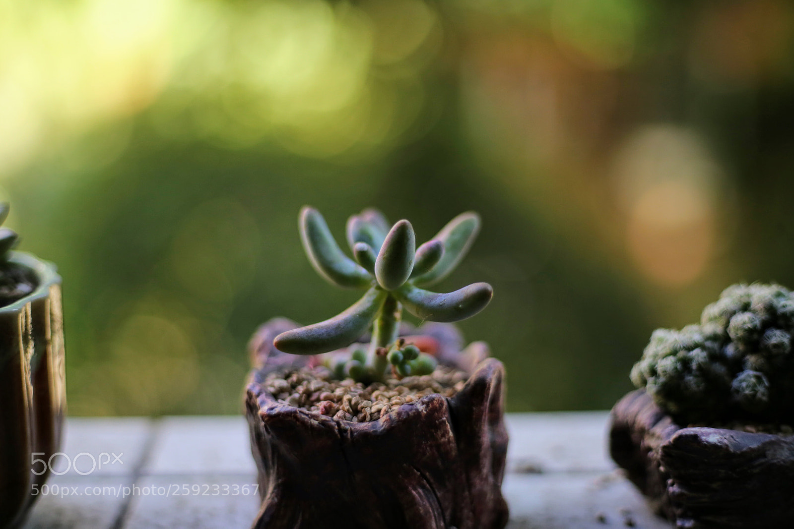 Canon EOS 6D sample photo. 虚化 photography
