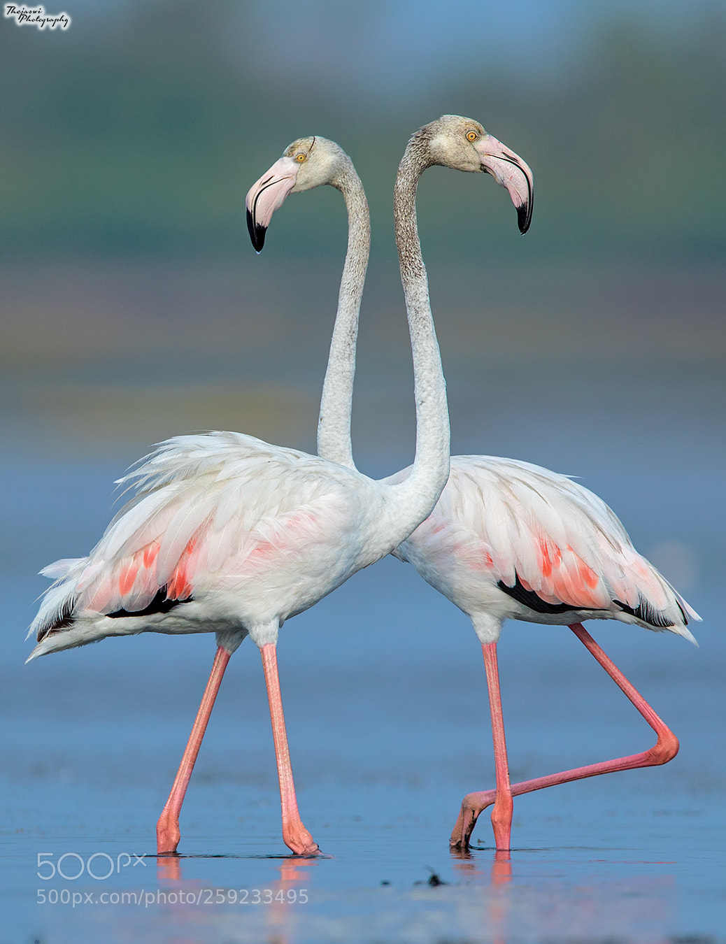 Canon EOS 5D Mark IV sample photo. Greater flamingo photography