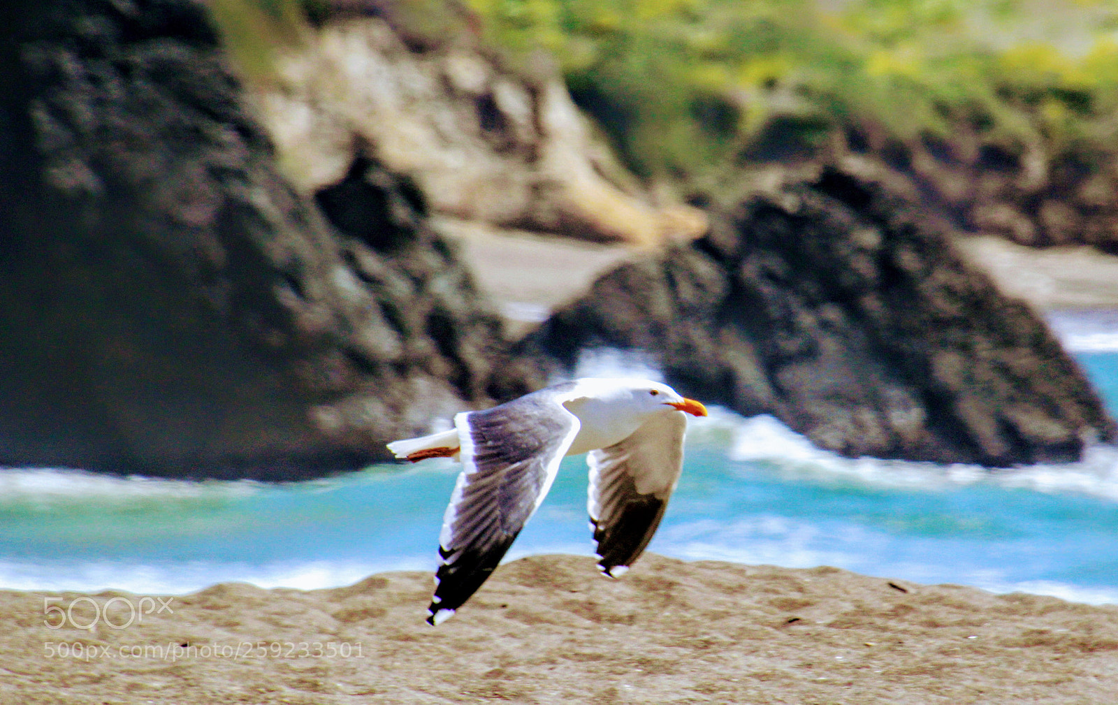 Canon EOS 60D sample photo. Flapping photography