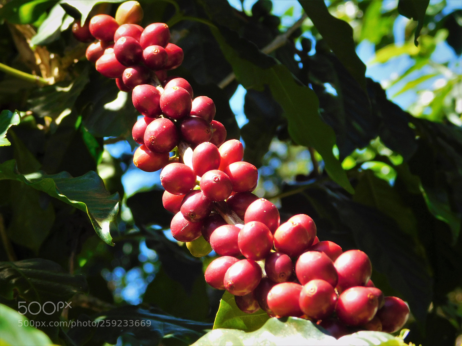 Nikon Coolpix L840 sample photo. Coffee cherries photography
