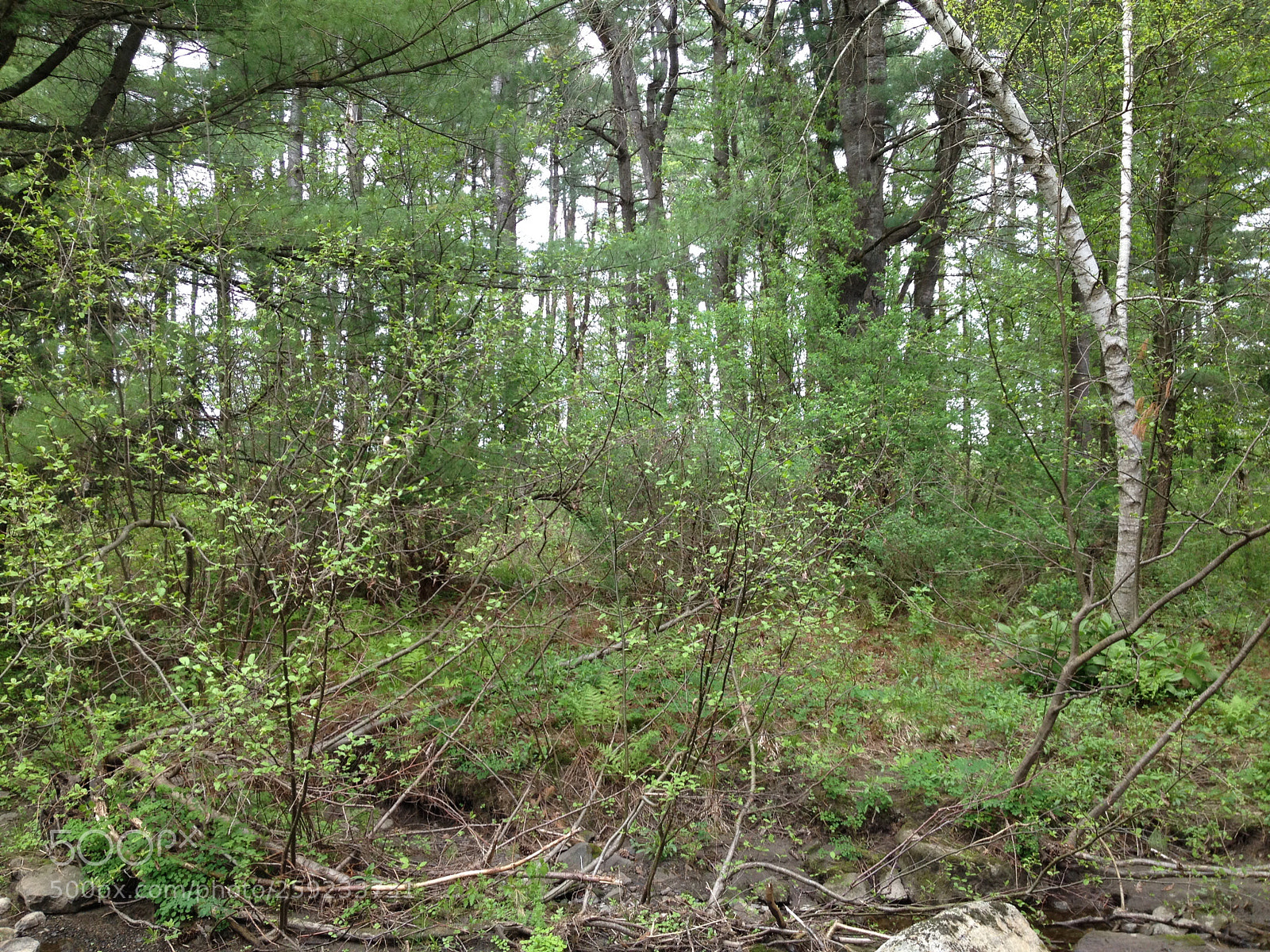 Apple iPhone 4S sample photo. Vermont nature 1 photography