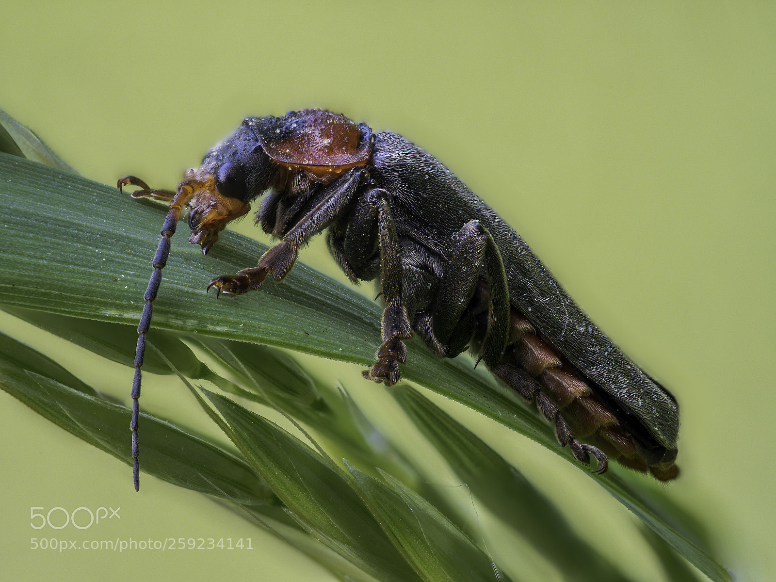 Olympus OM-D E-M1 Mark II sample photo. Cantharis fusca #2 photography