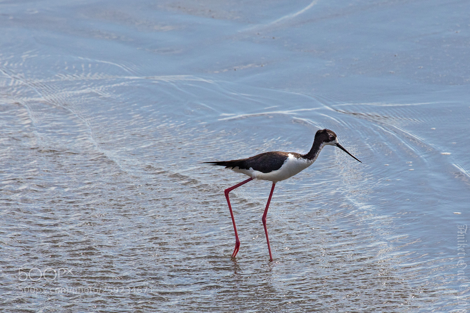 Canon EOS 5D Mark IV sample photo. Hawaiian stilt aeʻo photography