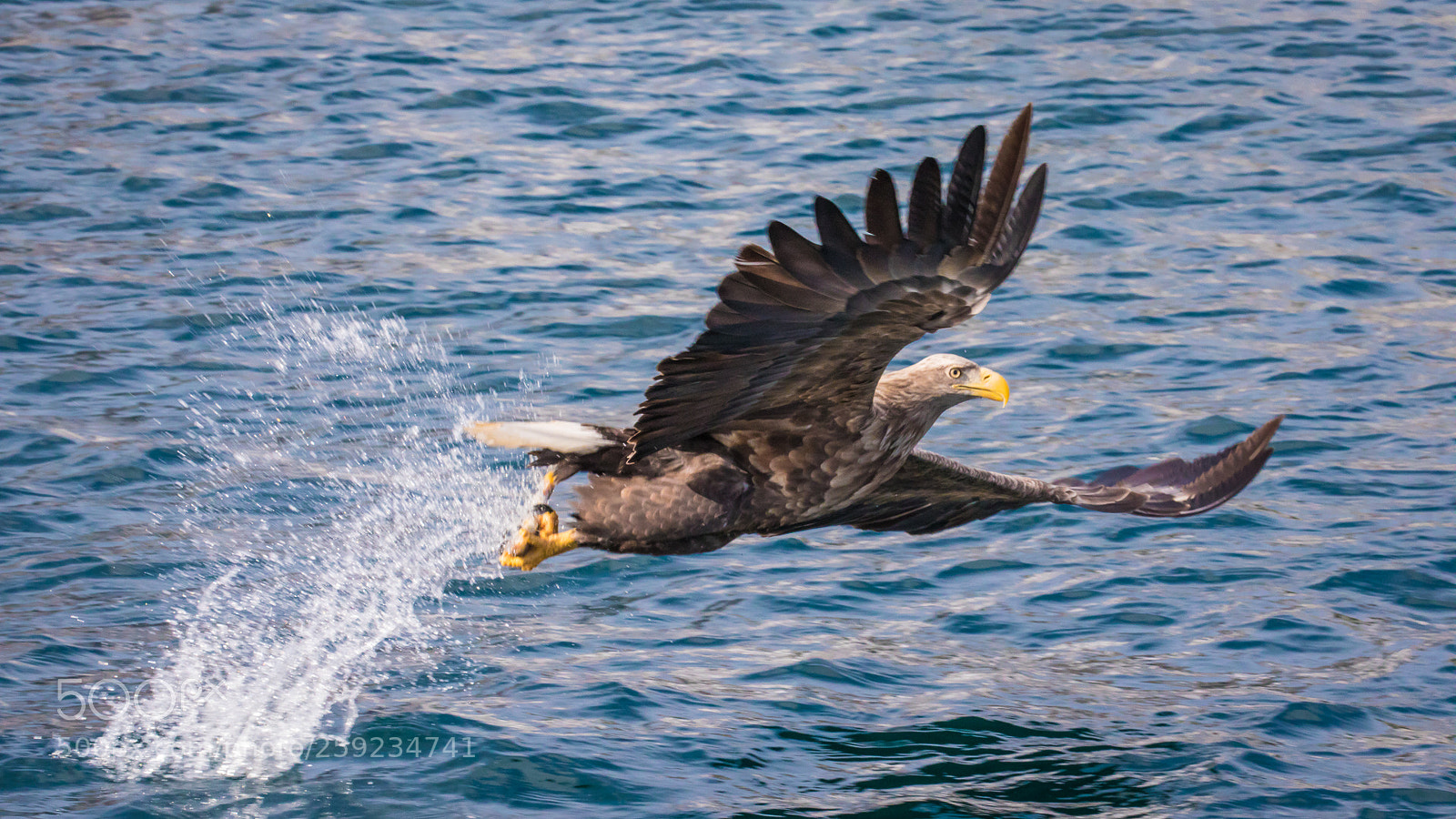 Canon EOS 5D Mark IV sample photo. White tailed eagle fishing photography