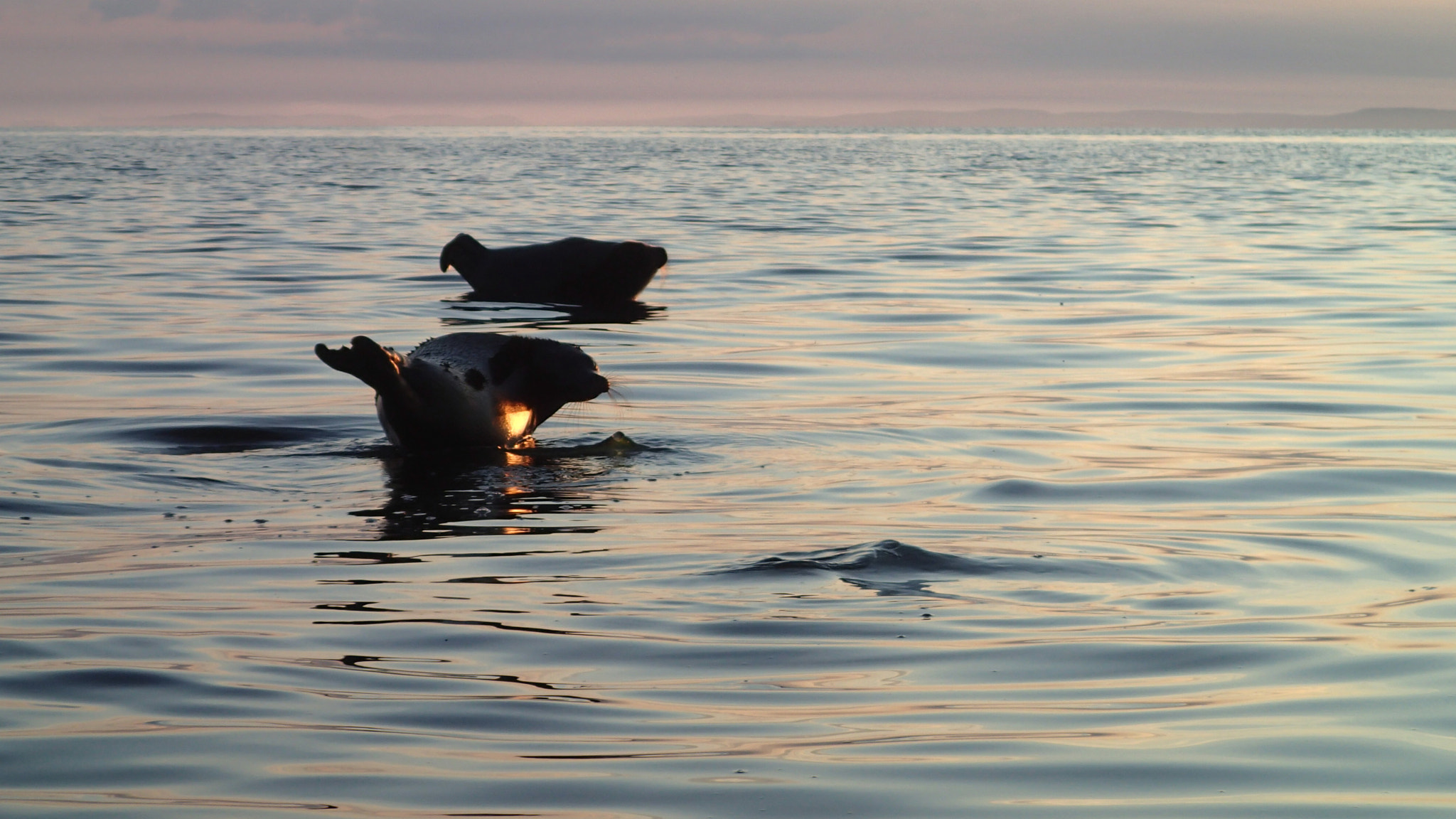 Olympus TG-1 sample photo. Ringed seal photography