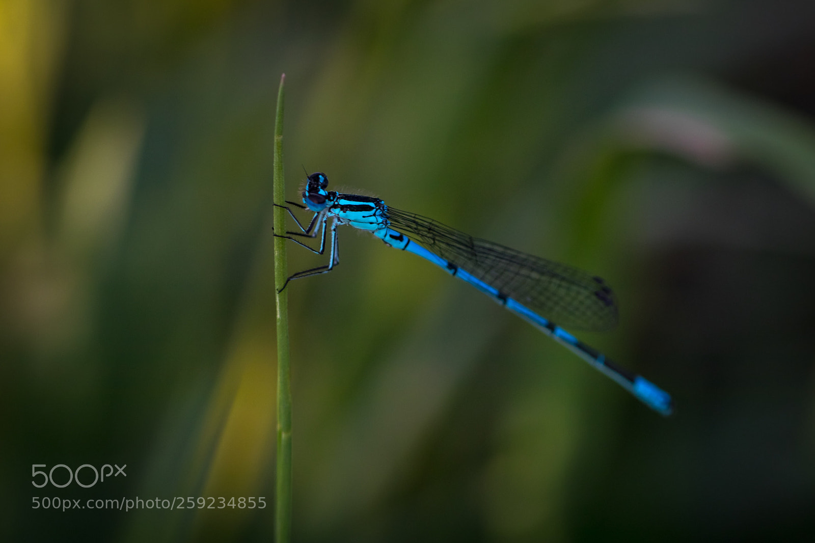 Canon EOS 80D sample photo. Libelle photography