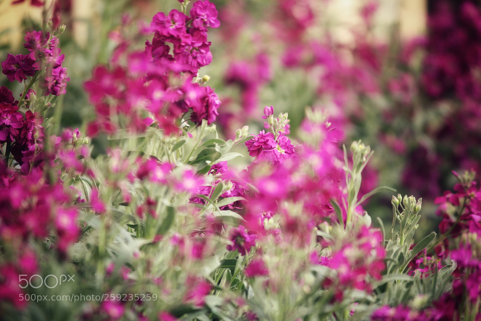 Canon EOS 1200D (EOS Rebel T5 / EOS Kiss X70 / EOS Hi) sample photo. Purple garden photography