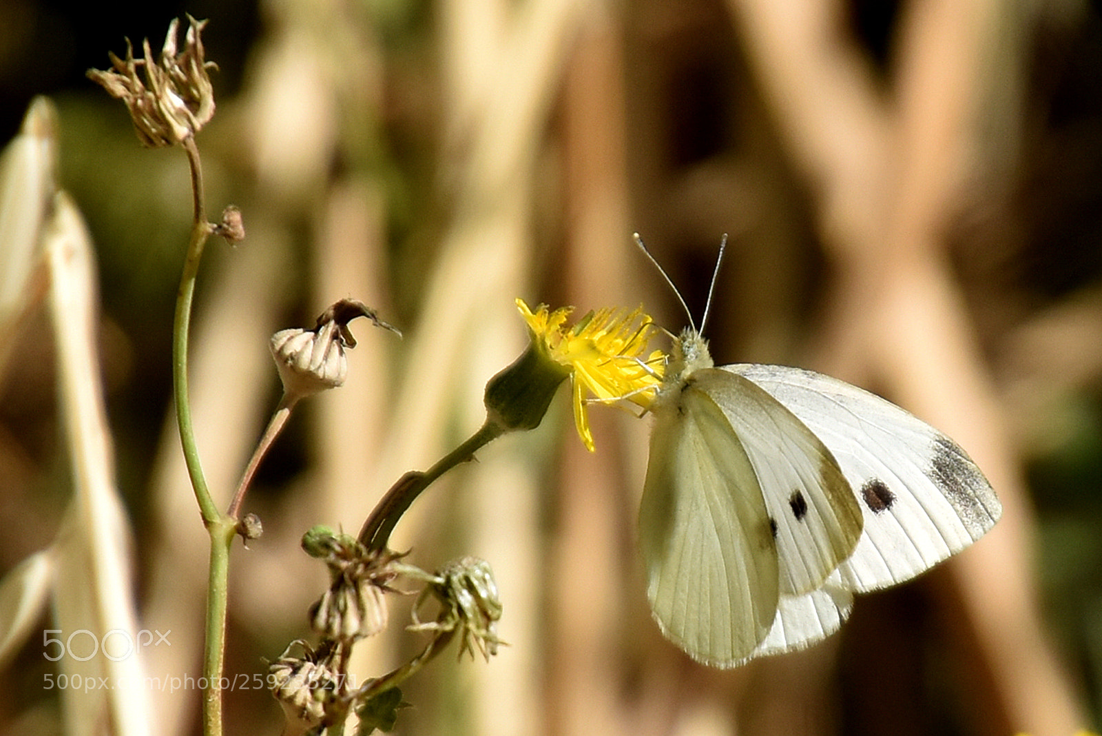 Nikon D5500 sample photo. Al sol photography