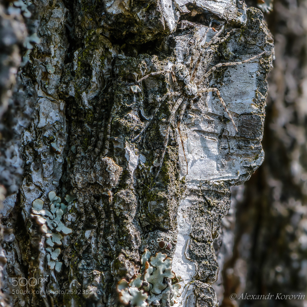 Nikon D610 sample photo. Camouflage photography
