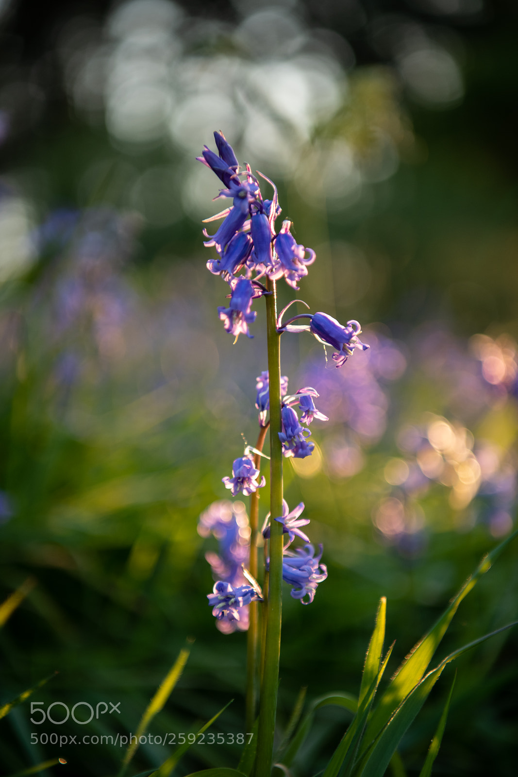 Nikon D850 sample photo. Backlit bluebell photography