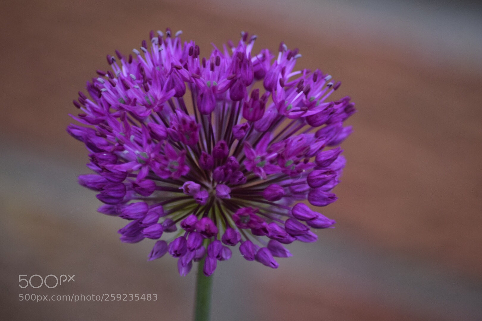 Nikon D5300 sample photo. Untitled photography