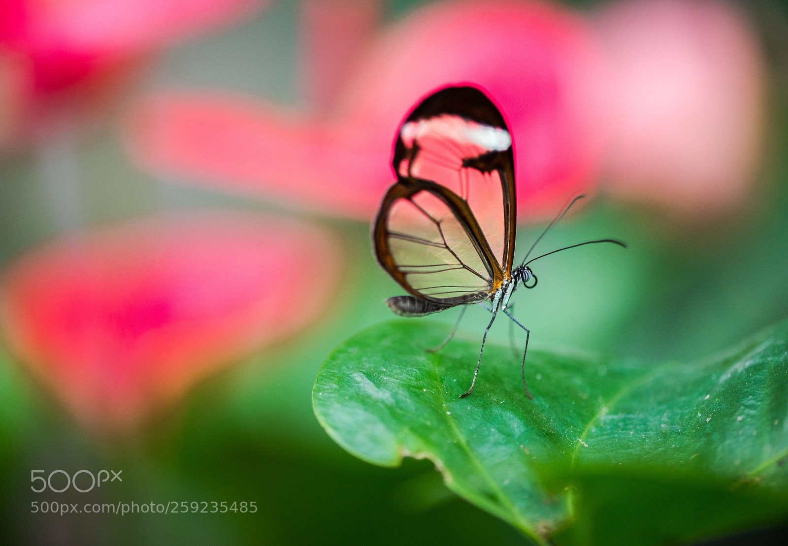 Nikon D600 sample photo. Pink in the wings photography